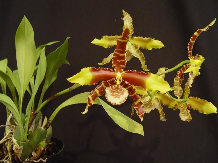 Rossioglossum Rossioglossum grande presented by Orchids Limited