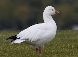 Ross's goose Ross39s Goose Identification All About Birds Cornell Lab of