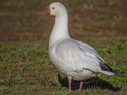 Ross's goose Ross39s Goose Identification All About Birds Cornell Lab of