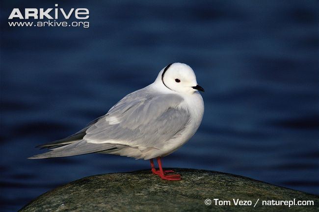 Ross's gull Ross39s gull videos photos and facts Rhodostethia rosea ARKive