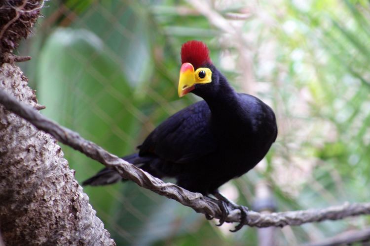 Ross's turaco Let39s do Some Zoology Ross39s Turaco Musophaga rossae also known