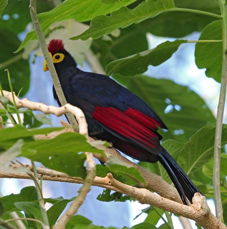 Ross's turaco Pictures and information on Ross39s Turaco