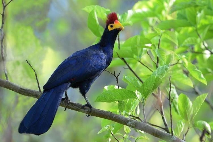 Ross's turaco Ross39s Turaco Musophaga rossae videos photos and sound recordings