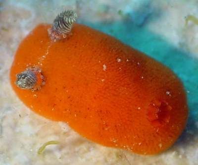 Rostanga rubra The Sea Slug Forum Rostanga rubra