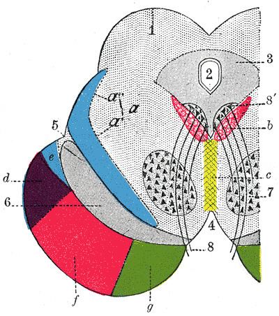 Rostral interstitial nucleus of medial longitudinal fasciculus