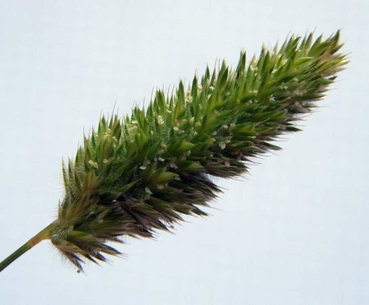 Rostraria cristata Mediterraneanhair grass 35785 English common name Rostraria