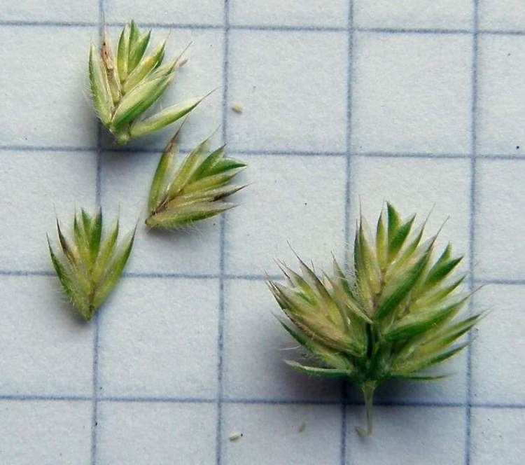 Rostraria cristata Rostraria cristata L Tzvelev Mediterranean hairgrass