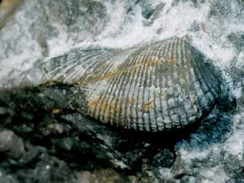 Rostroconchia Palaeos Mollusca Rostroconchia