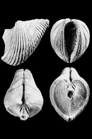 Rostroconchia palaeoscommetazoamolluscarostroconchiaimages