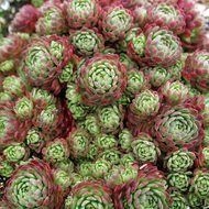 Rosularia Rosularia for sale online Mountain Crest Gardens