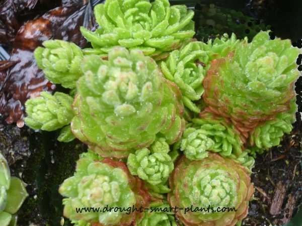 Rosularia Rosularia lovely hardy succulents for troughs and rockeries