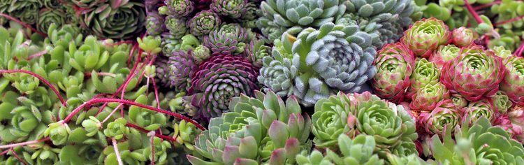Rosularia Rosularia for sale online Mountain Crest Gardens