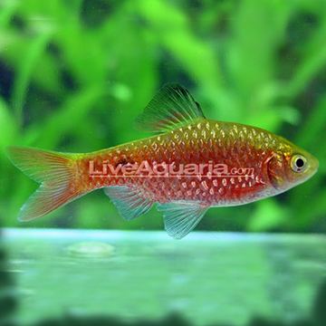 Rosy barb Tropical Freshwater Aquarium Fish Rosy Barb Male
