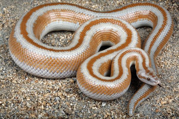 Rosy boa Rosy Boa Facts and Pictures Reptile Fact