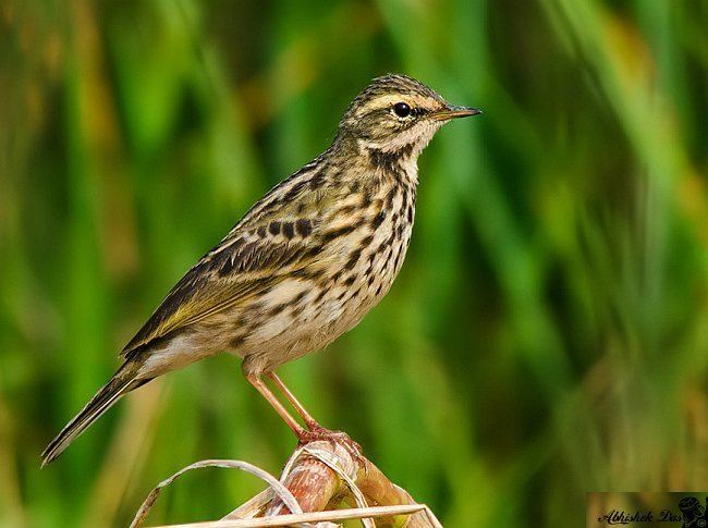 Rosy pipit Oriental Bird Club Image Database Rosy Pipit Anthus roseatus