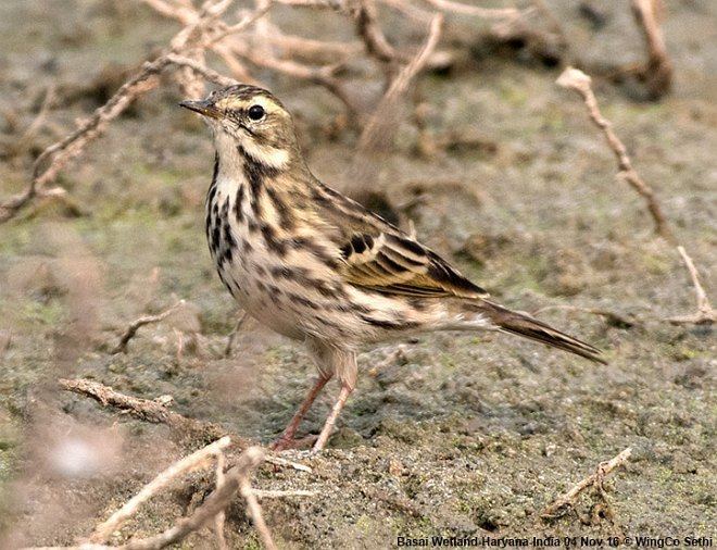 Rosy pipit Oriental Bird Club Image Database Rosy Pipit Anthus roseatus