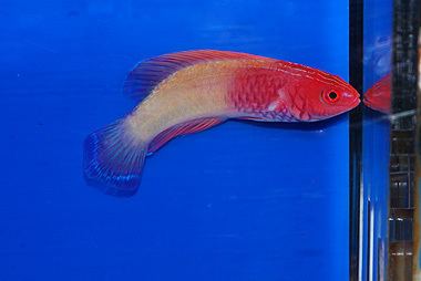 Rosy-scales fairy-wrasse TOP 50 Rosy Scale Fairy Wrasse Maldives Cirrhilabrus rubrisquamis