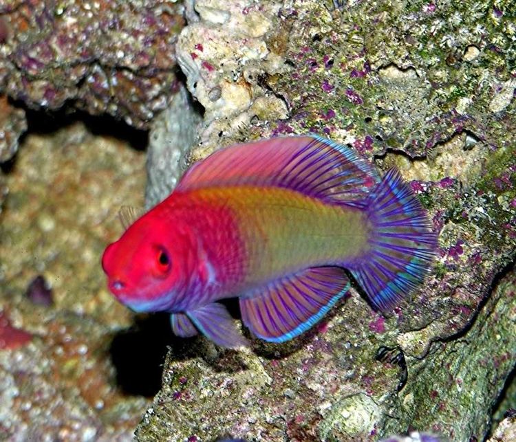 Rosy-scales fairy-wrasse New fairy wrasse REEF2REEF Saltwater and Reef Aquarium Forum