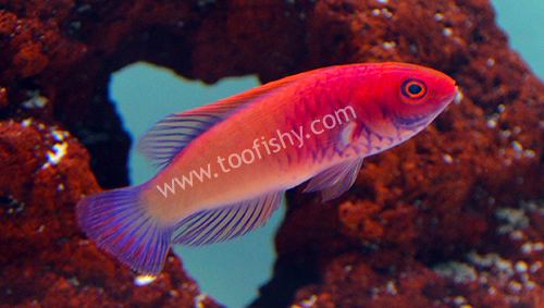Rosy-scales fairy-wrasse Something Fishy Aquarium Livestock Fish Red Velvet Rosy