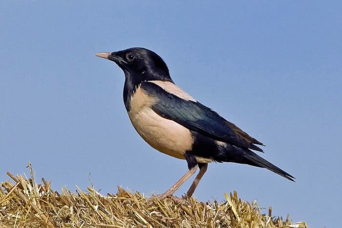 Rosy starling vogelwartech Rosy Starling