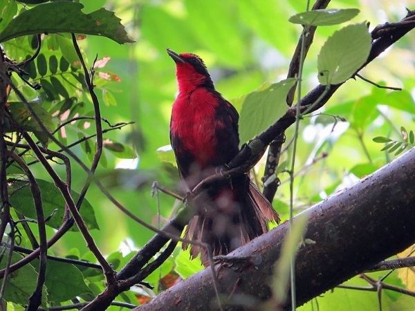 Rosy thrush-tanager Featured Photos from August 2013 Newsletter Canopy Family