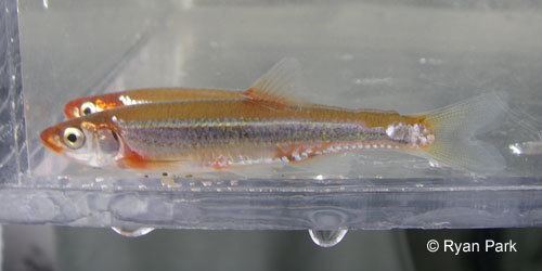 Rosyface shiner Ontario Freshwater Fishes Life History Database Species Detail