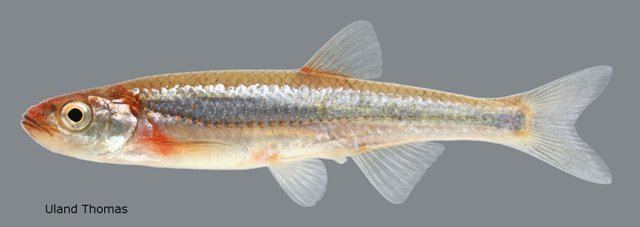 Rosyface shiner wildlifeohiodnrgovPortalswildlifeSpecies20an