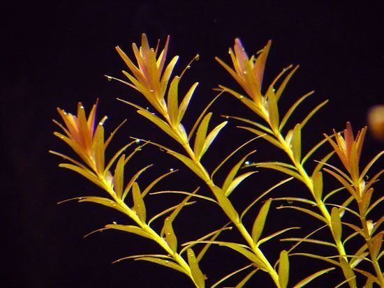 Rotala rotundifolia Rotalarotundifolia3jpg