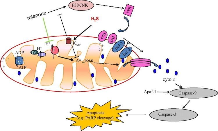 Rotenone Hydrogen Sulfide Inhibits RotenoneInduced Apoptosis via