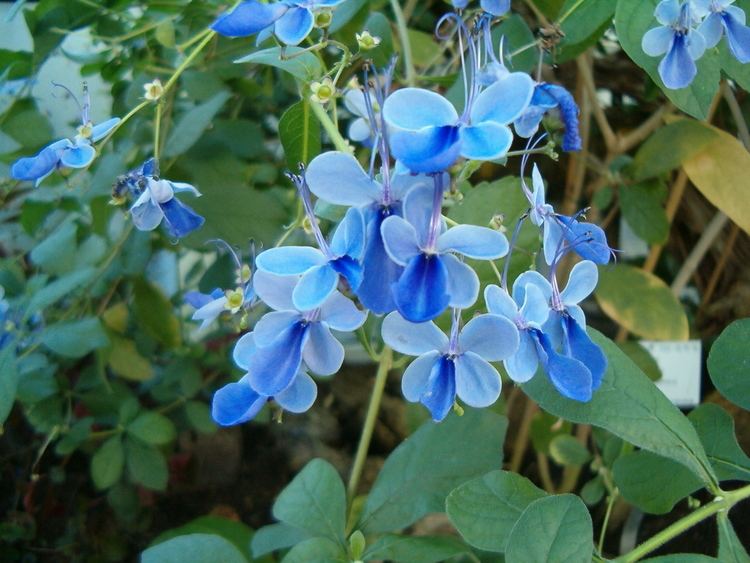 Rotheca myricoides FileRotheca myricoides BotGardBln1105InflorescenceJPG Wikimedia