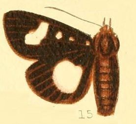 Rothia (moth)