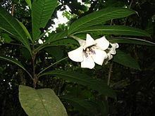 Rothmannia macrophylla httpsuploadwikimediaorgwikipediacommonsthu