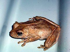 Roth's tree frog httpsuploadwikimediaorgwikipediacommonsthu