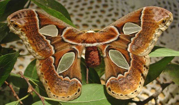 Rothschildia Forbes39 Silkmoth Rothschildia lebeau forbesi