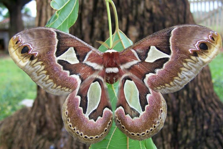 Rothschildia SATURNIIDAE SATURNIINAE ATTACINI Rothschildia FAUNA PARAGUAY