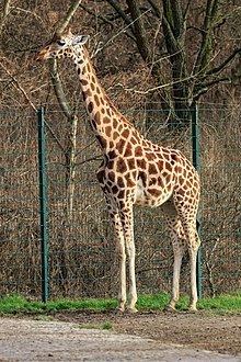 Rothschild's giraffe Rothschild39s giraffe Wikipedia