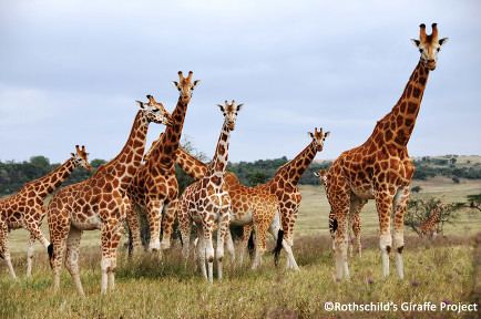 Rothschild's giraffe - Alchetron, The Free Social Encyclopedia
