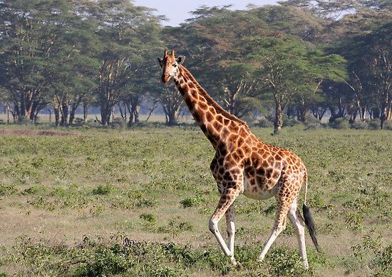 Rothschild's giraffe Rothschild Giraffe ThingLink