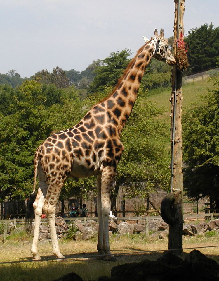 Rothschild's giraffe Rothschild39s giraffe Wikipedia