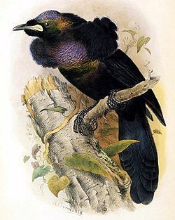 Rothschild's lobe-billed bird of paradise httpsuploadwikimediaorgwikipediacommonsthu