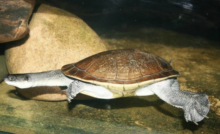 Roti Island snake necked turtle - Alchetron, the free social encyclopedia