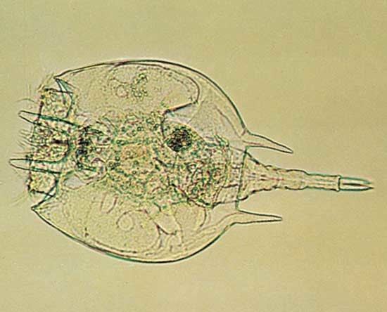 Rotifer rotifer invertebrate Britannicacom