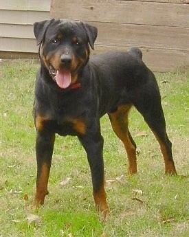 Rottweiler Rottweiler Dog Breed Information and Pictures