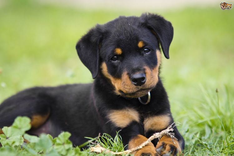 Rottweiler Rottweiler Dog Breed Information Facts Photos Care Pets4Homes