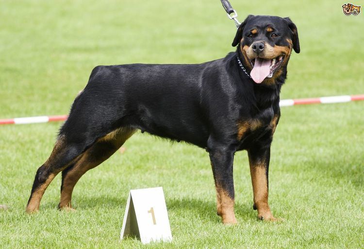 Rottweiler Rottweiler Dog Breed Information Facts Photos Care Pets4Homes