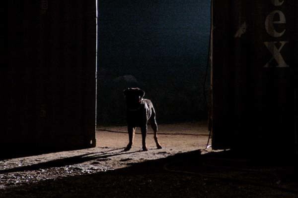 Rottweiler (film) The Film Interpreter Rottweiler 2004