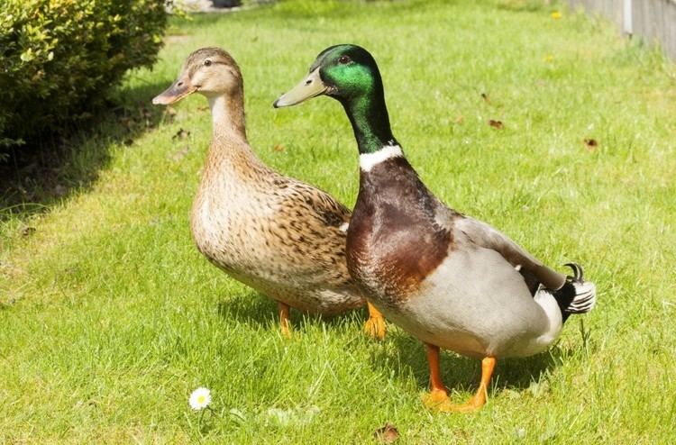 Rouen duck Rouen Ducks Ducklings for Sale Online Cackle Hatchery