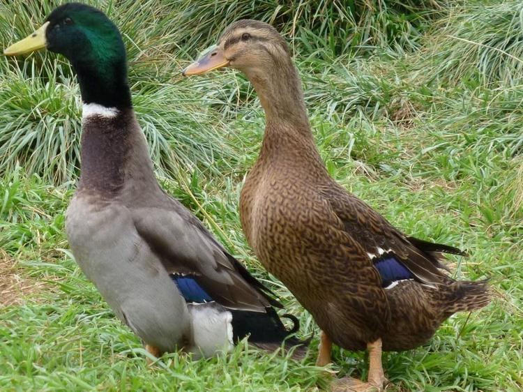 Rouen duck Rouen Ducklings