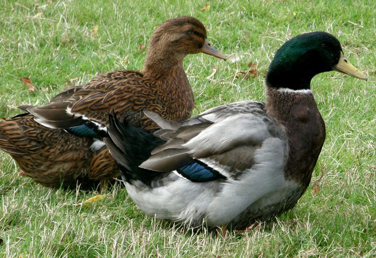 Rouen duck Rouen For Sale Ducks Breed Information Omlet