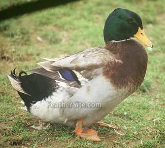 Rouen duck Rouen Ducks